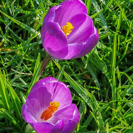 Krokus en Crocus?