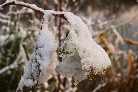 blaadjes onder sneeuw