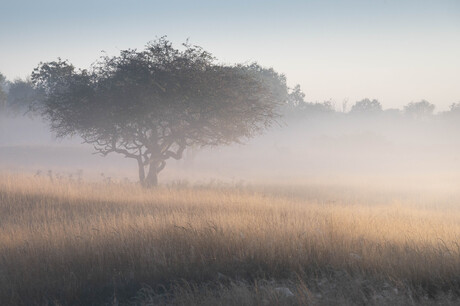 lone tree