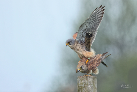 Acrobaten op de paal-3