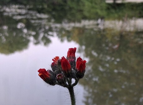 bloem