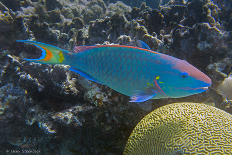 Papegaaivis boven hersenkoraal