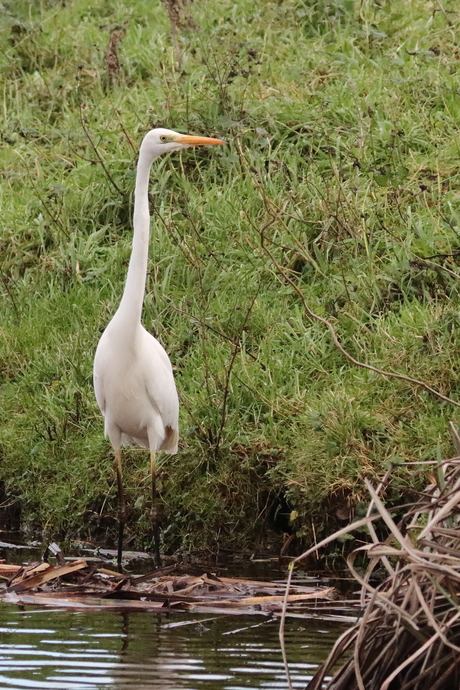 Grote zilverreiger