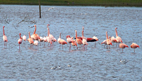flamingo`s