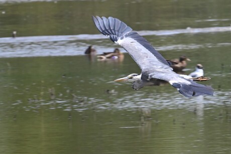 Reiger in de vlucht