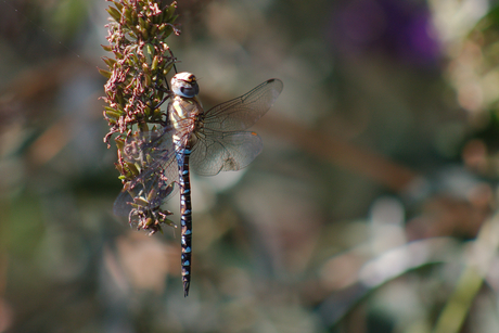 libelle