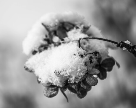Sneeuw op bloem