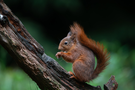 Lunchtijd voor de eekhoorn