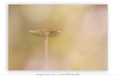 Ja hoor, het is herfst