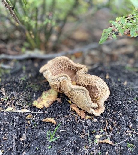 Een bijzondere paddestoel: de melkzwam Shiitake, een Aziatische paddenstoel
