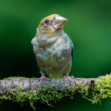 Appelvink