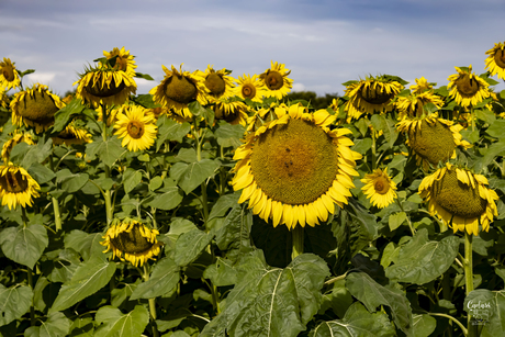 Zonnebloemen 2.0