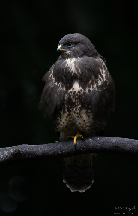 Buizerd 