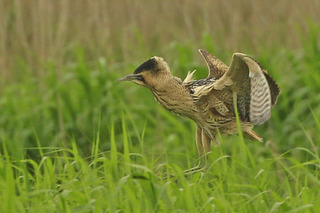 Landing