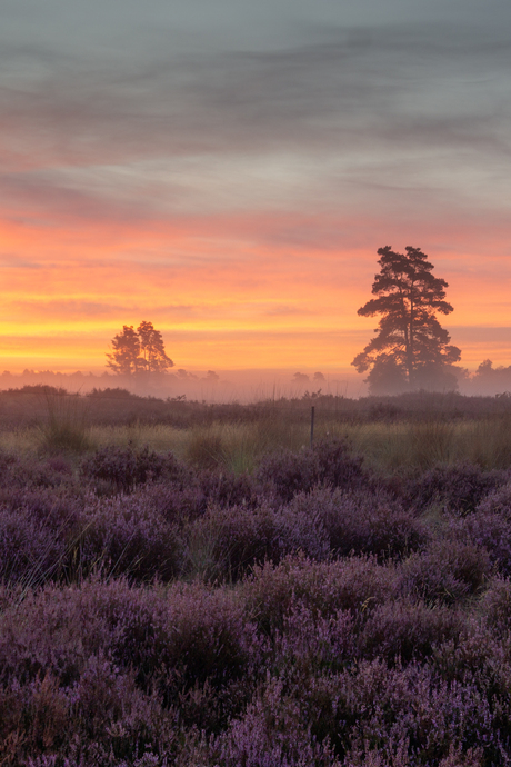 zonsopkomst op de hei