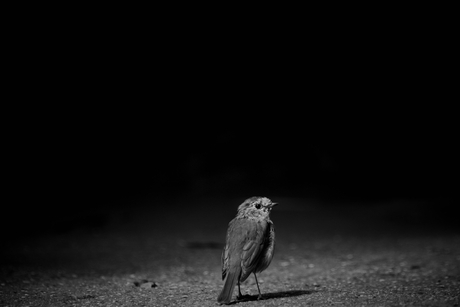 In front of the dark