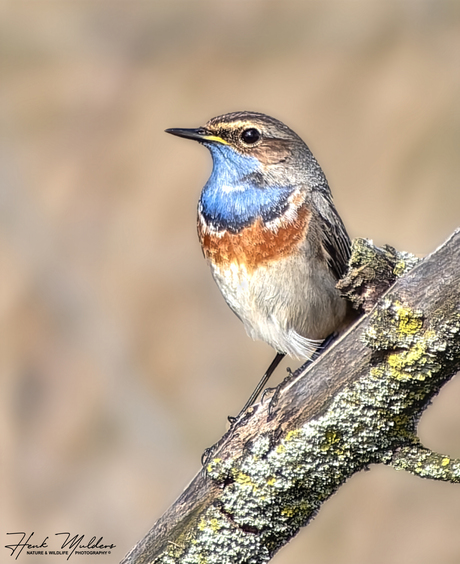 Blauwborst (Luscinia svecica syanecula)