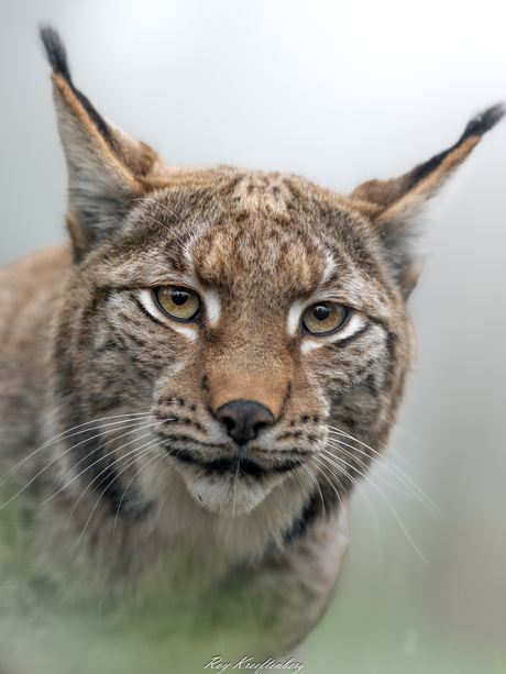 Lynx