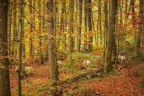 In een herfstbos zagen we witte wolven