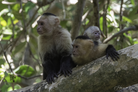 Witschouderkapucijnaapjes met jong (Wildlife) - Costa Rica