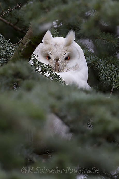 Albino Ransuil