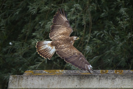buizerd 