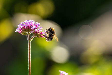 Hommel