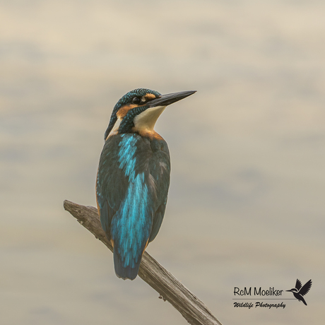 De IJsvogel.