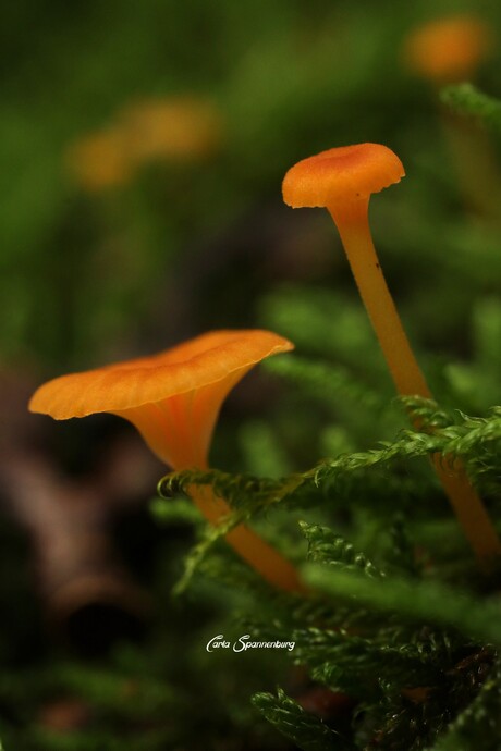 Oranje huisjes