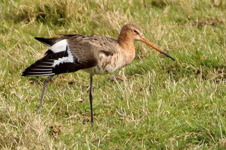 Terug van weg geweest