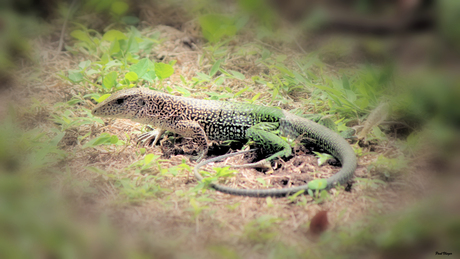Ameiva