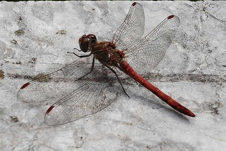 Bloedrode heide libelle