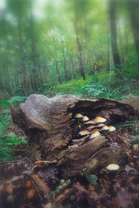 Dood hout doet leven 1