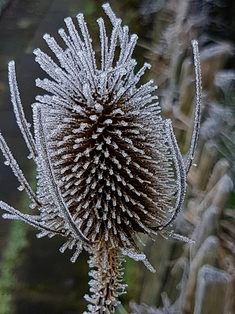 Kaardebol met rijp