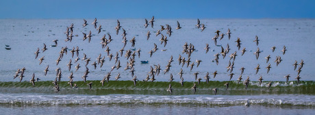 Zwerm Strandlopers