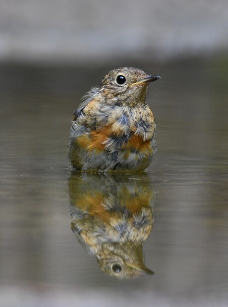 Roodborst