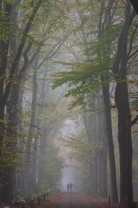 Wandelen in de herfstlaan!