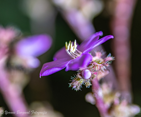 melastomataceae mooipaars bloempje