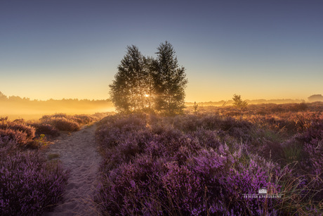 Mist over de heide 