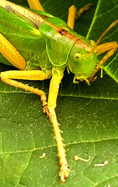 Willy grasshopper