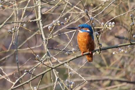 Ijsvogel