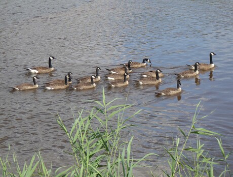 Canadese ganzen neergestreken
