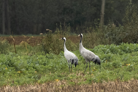 Kraanvogels