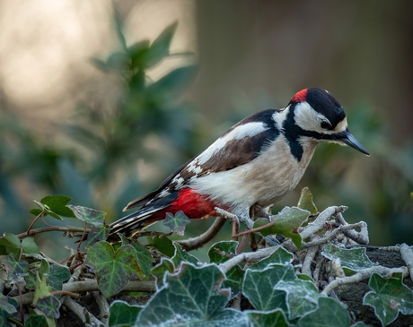 Grote Bonte Specht 