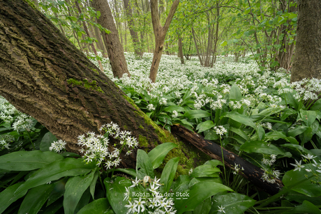 Een wit tapijt in het bos