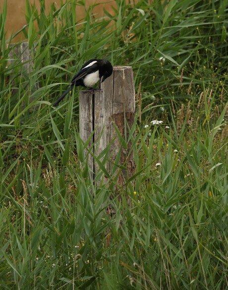 Lekker op een paaltje!