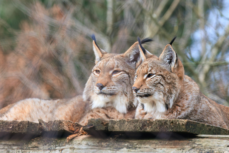 Lynx