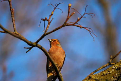 Cropped bird