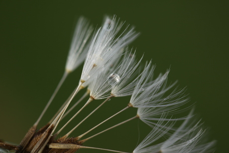 Paardenbloem close-up