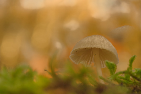 Herfstpaddenstoel